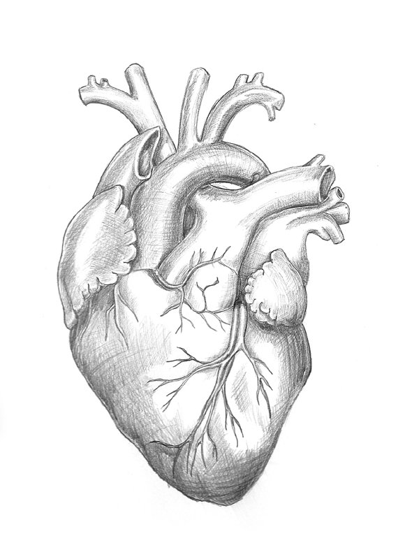 New Anatomical Heart Sketch Drawing for Kids